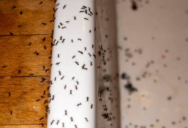  Whitinsville, MA Pest Control Pros
